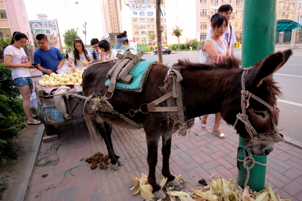 burro-changchun-1