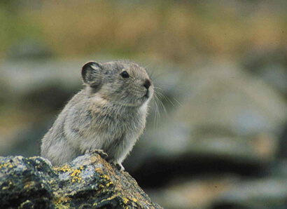 helan-shan-pika-1